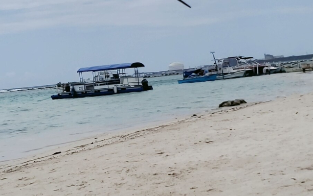 Hamaca playa magica bocachica