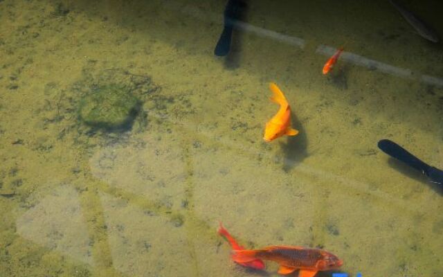 Anji Double Fish Hall Hot Spring Resort B&B (Longwangshan Canyon Drift Shop)