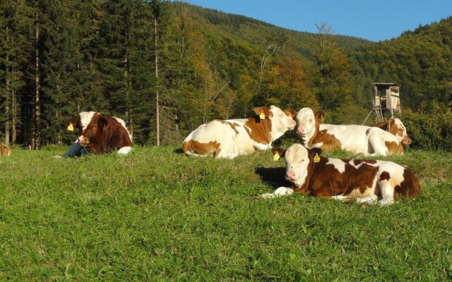 Ferienwohnungen Bachbauer