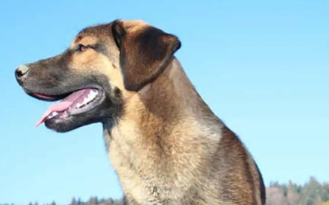 Apartment in Freyung Near Bavarian Forest