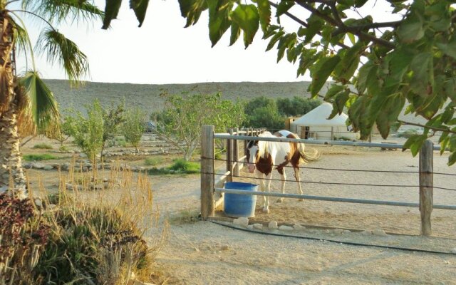 Succah In The Desert