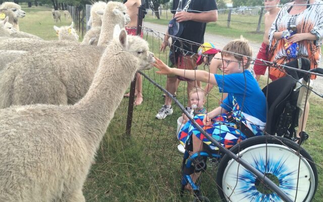Starline Alpacas Farmstay Resort