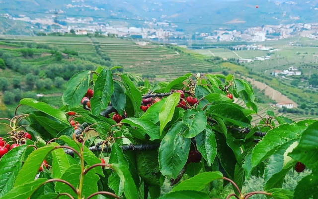Quinta Casa Do Quintal
