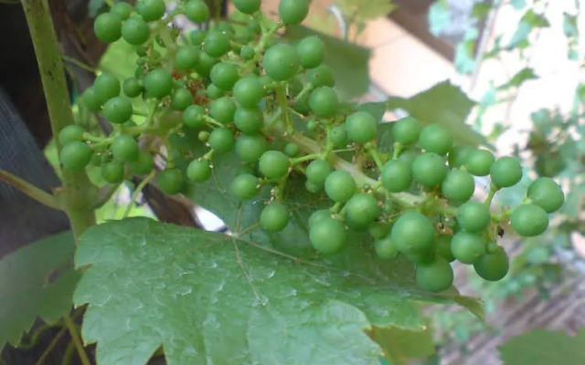 Weingut-Gästehaus Karl Otto Nalbach