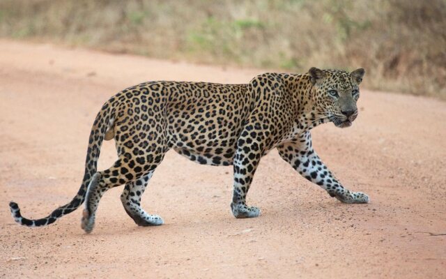 Leopard Trails