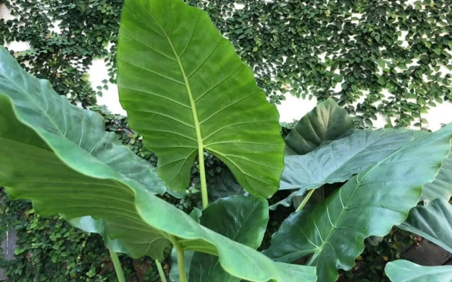 Sunny Garden Homestay