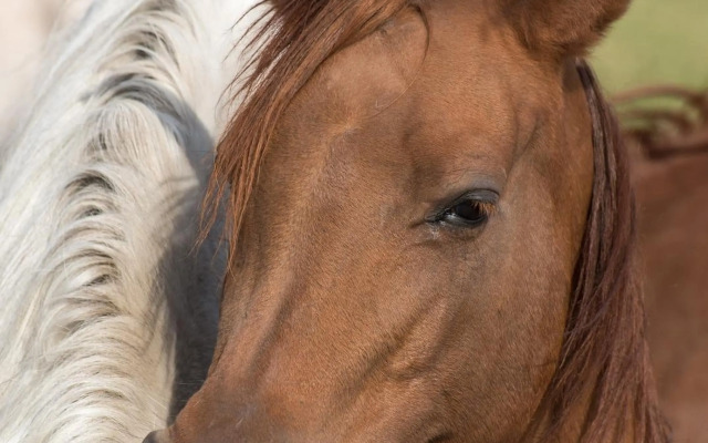 Willa Stara Wozownia