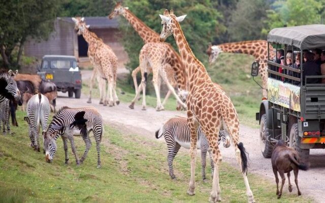 Port Lympne (Zoo Park)