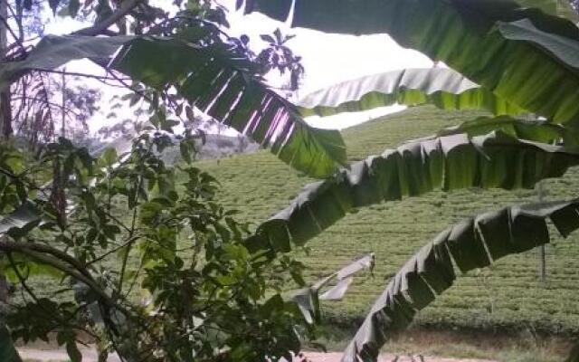 The Tea View Guest Ella