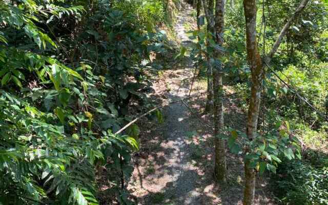 Gibbon Retreat Bentong