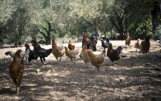 Chaihoutes stone villa into Olive farm in Zia