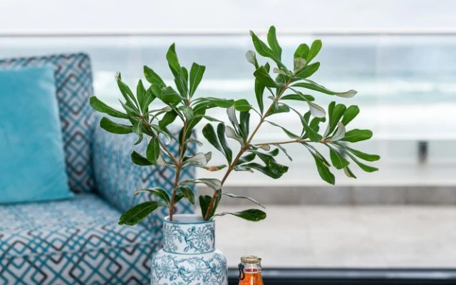 Pacific Dawn by Spicers