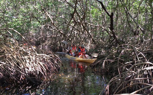 Mangrove King Fishing Lodge