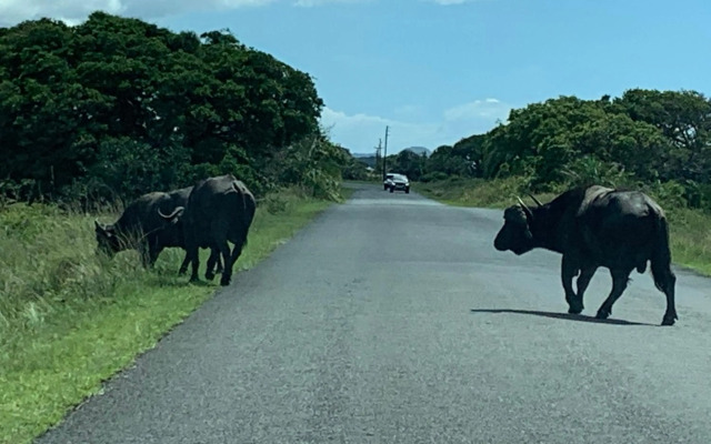 Perna Perna St Lucia