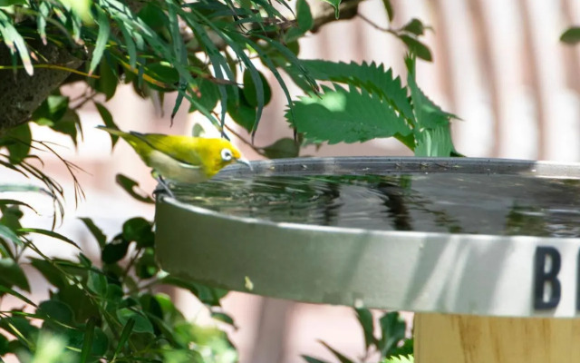 Bird Hotel