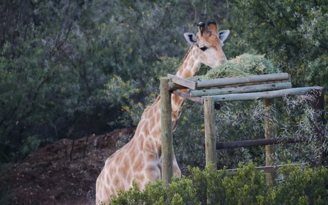 Zwartberg View Mountain Lodge