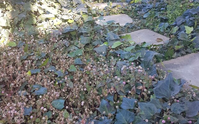 Blue Sparrow Guest House