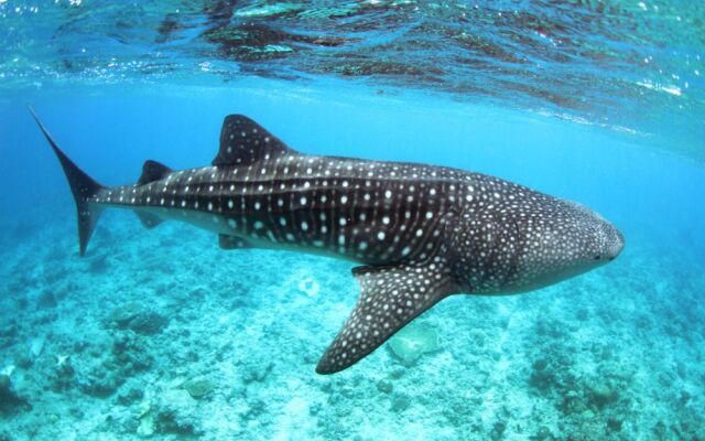 Whale Shark Inn Maldives