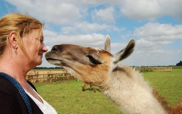 Glamping With Llamas