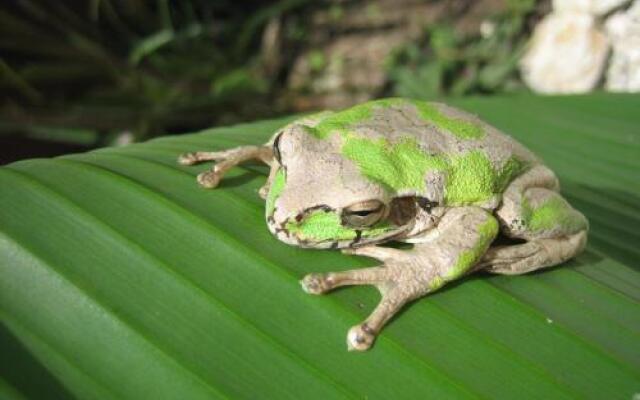 Hotel El Pequeño Gecko Verde