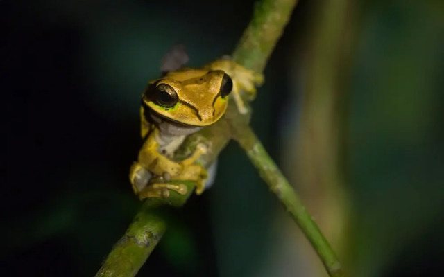 La Rana De Cahuita