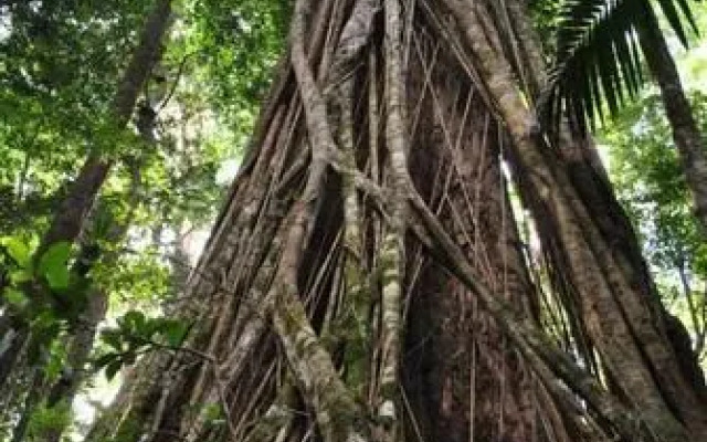 Ruah Rain Forest Retreat