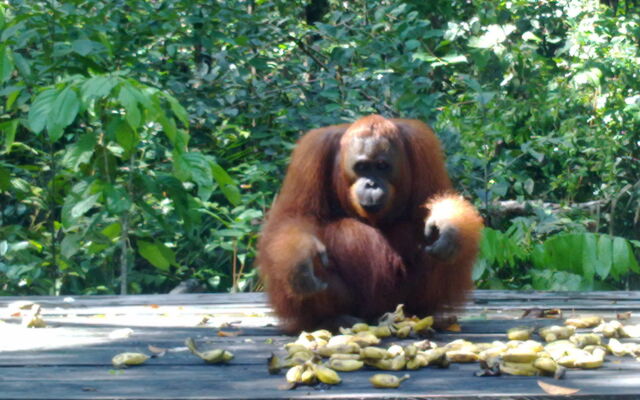Rimba Orangutan Eco Lodge