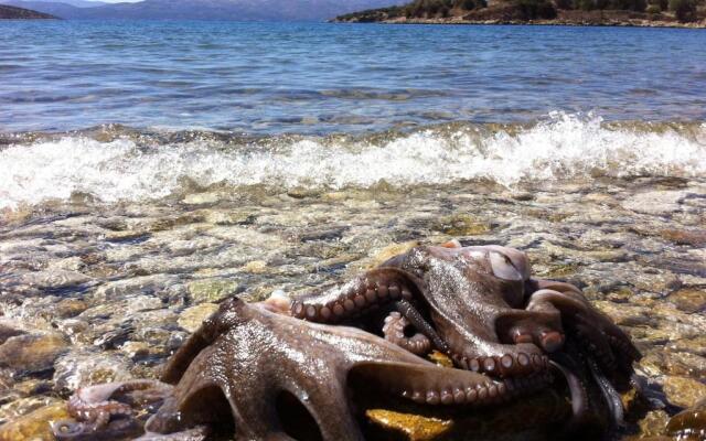 Sea Front Studio - Porto Boufalo - Evia
