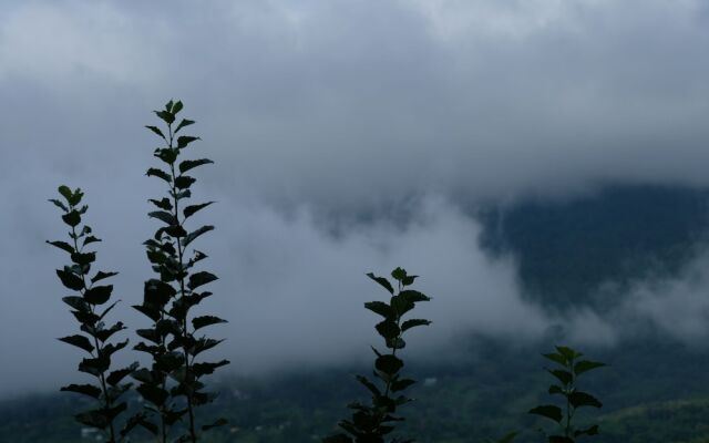 Chochao Khao Kho