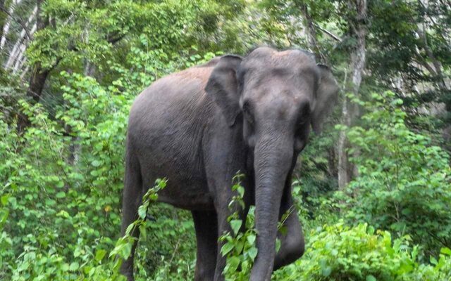 Kanthalloor Wild Stay