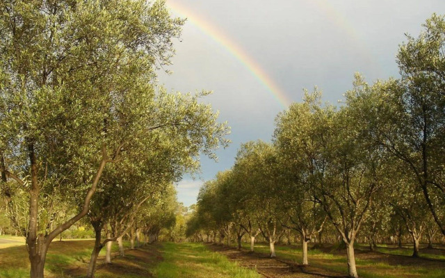 Adina Vineyard