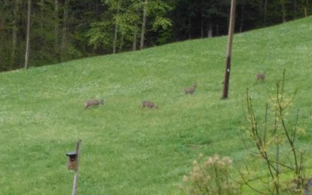 Berghof Mehlan Ferienwohnungen