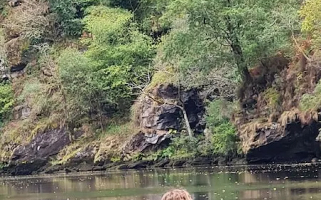 El Bosque de las Viñas