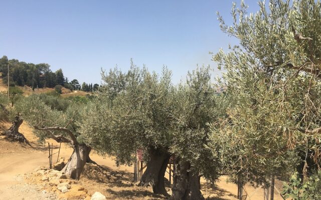 Dea Degli Ulivi House