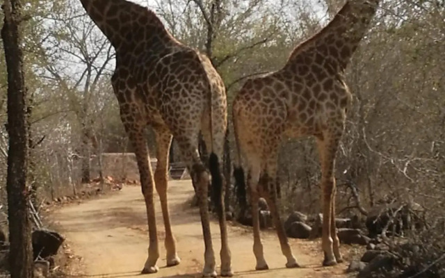 Oasis in the Wild @Marloth