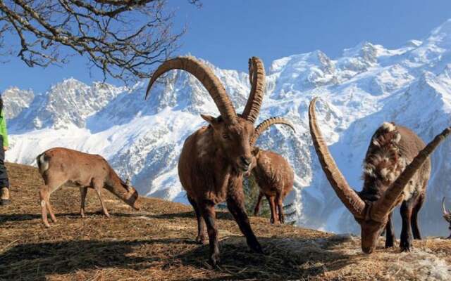 Châlet Hôtel Skiroc