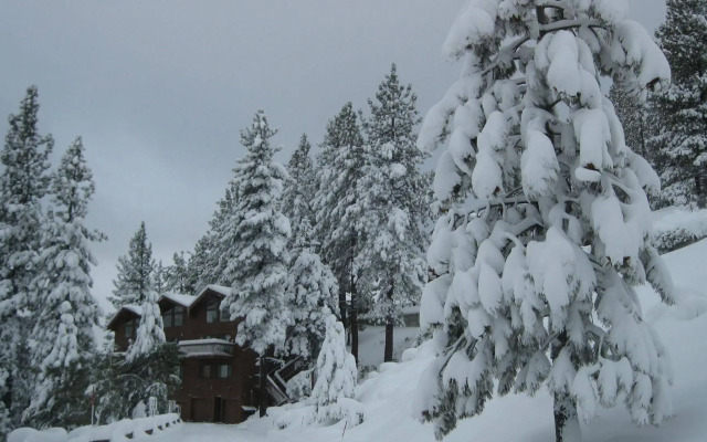 Tahoe Chaparral