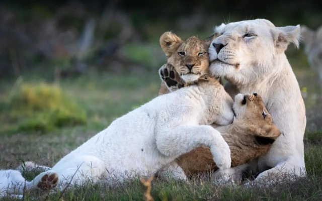 Pumba Private Game Reserve