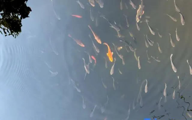 XISHUANGBANGNAFANHUAYASHEINN