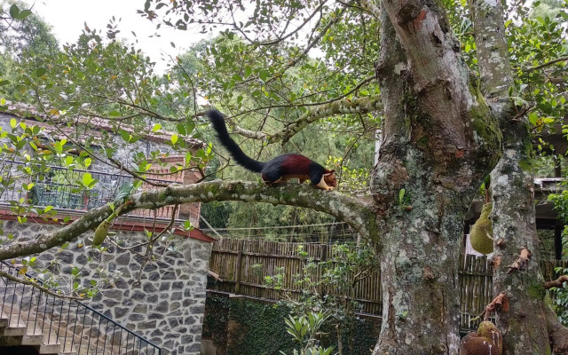 Wildernest