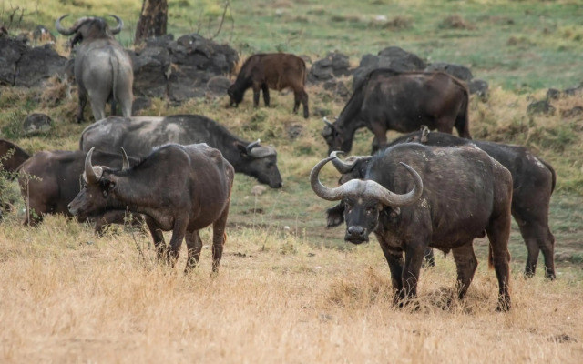 Sarova Lion Hill Game Lodge