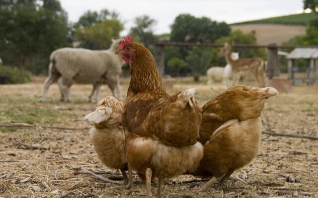 Barristers Block Vigneron Villa