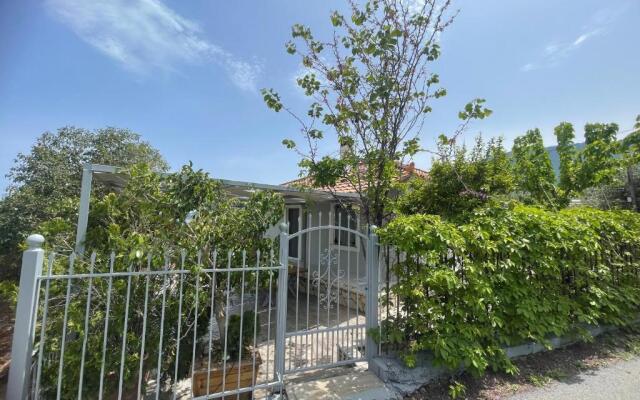 Aloni house