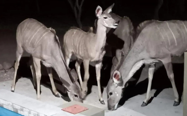Kudus Crest Bush Retreat