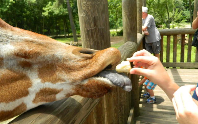 Best Western Executive Inn & Suites