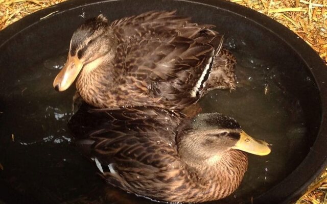 Bryn Meadow Farm and B&B