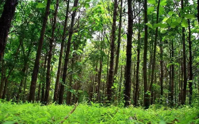 Chachanat Woodland Resort