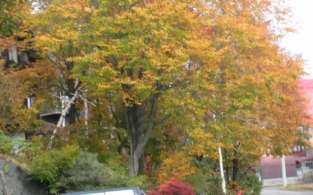 Madarao Elm Pension / Vacation Stay 19195