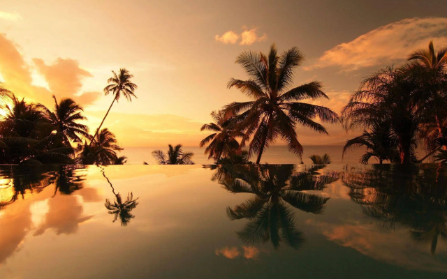 Taveuni Palms