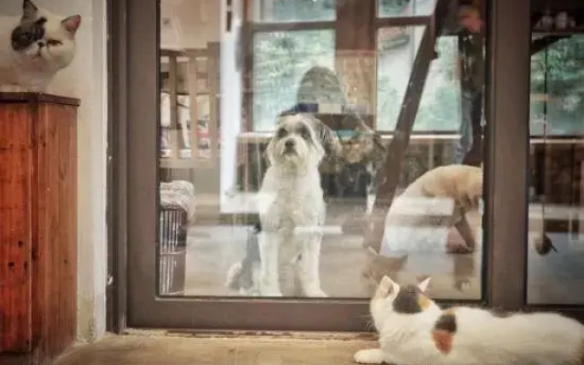 Moganshan Muddlehead's Pet Theme B&B